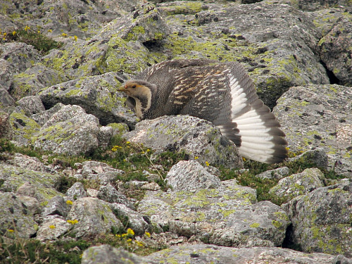 ���������� ����